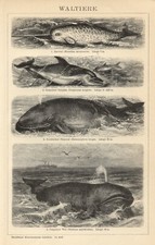 1889 Antica Stampa = BALENE DELFINO NARVALO = Cetacei=  OLD PRINT