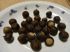 Southern Red Oak Quercus Falcata Native tree 25 seeds/acorn Floated 2025 organic