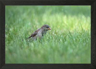 Spatz im Gras Gerahmtes Wandbild Poster Leinwanddruck Bild