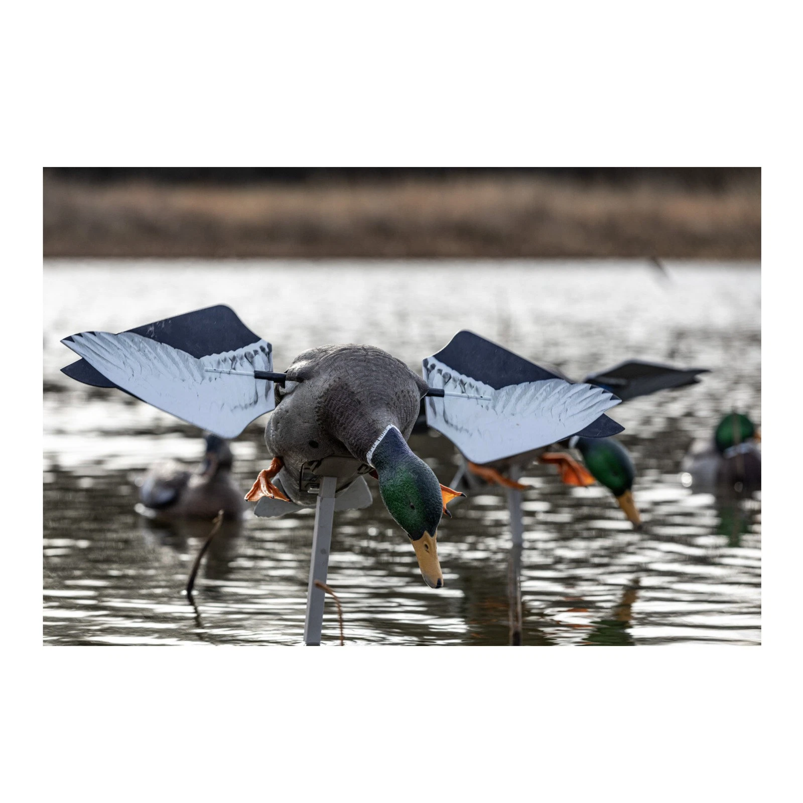 Avian-X Power Flight Mallard - Thumbnail 3