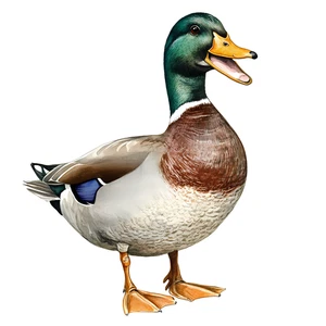 Mallard Duck Bird Self Adhesive Vinyl Wall Sticker Decal - Various Sizes