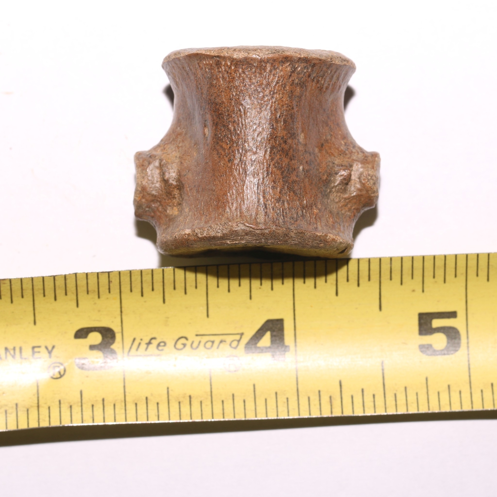 Champsosaurus Vertebra - Dinosaur Aged BEAUTIFUL Hell Creek Formation Cretaceous