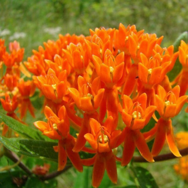 100pcs Orange Butterfly Milkweed Asclepias Flower Seeds Home Garden