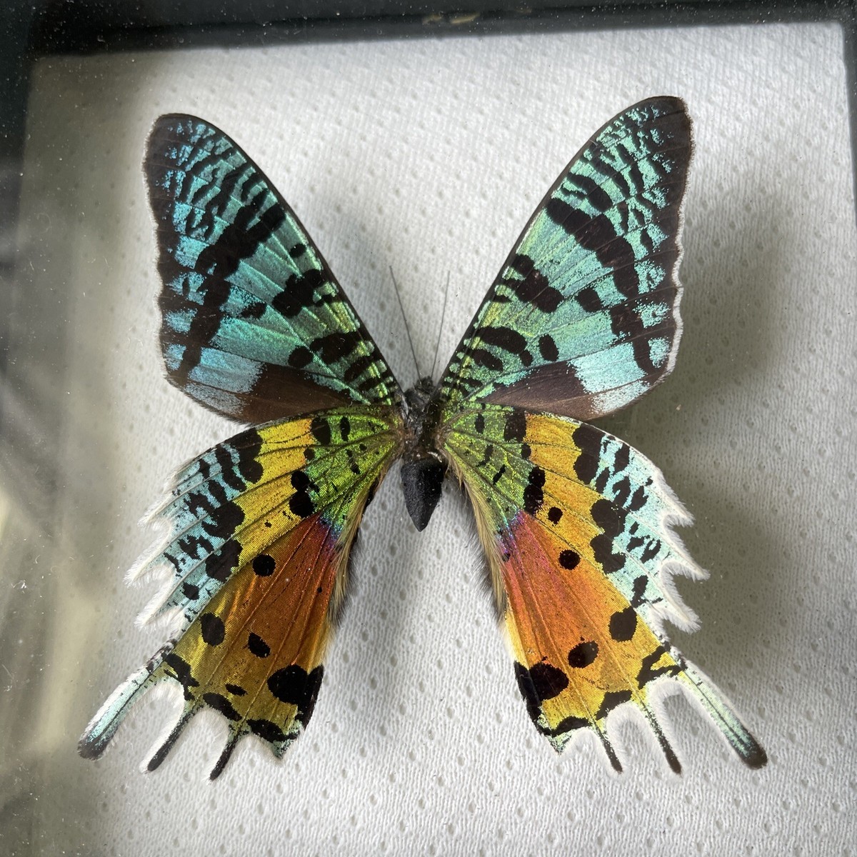 Urania Ripheus REAL FRAMED MOTH BUTTERFLY MADAGASCAR SUNSET Shadow