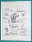 Mammals Whale Polar Bear Wild Cat Bat Chimpanzee Opossum - 1828 Antique Print
