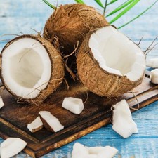 3 PACK FRESH WHOLE COCONUT HAND PICKED FRESH HARVEST FREE SHIPPING