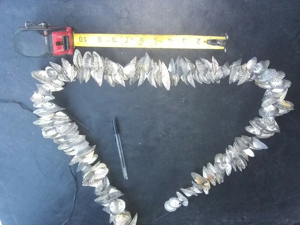 HAWAIIAN SHELL NECKLACE LEI OPIHI LIMPET SEASHELL 45