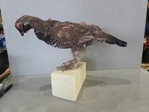 JVBH109 Spruce Grouse Bad Taxidermy Mount Rough