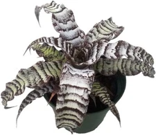 Cryptanthus Zero Absolute Star Earth Very Easy To Grow Indoors Live Plant 5" Pot