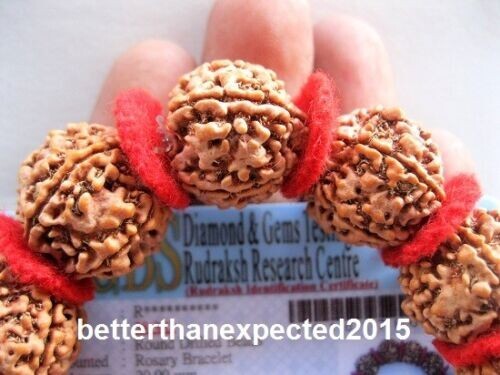 5 Mukhi Rudraksha/fünf Gesichter Rudraksh 12 Nepal Perlen 20 mm Armband - zertifiziert - Bild 2 von 3