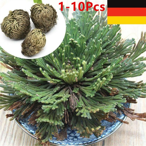 Auferstehung Rose - Jericho Live Magic Plant Dinosaurier Air Farn Spikes Moos'. - Picture 3 of 19