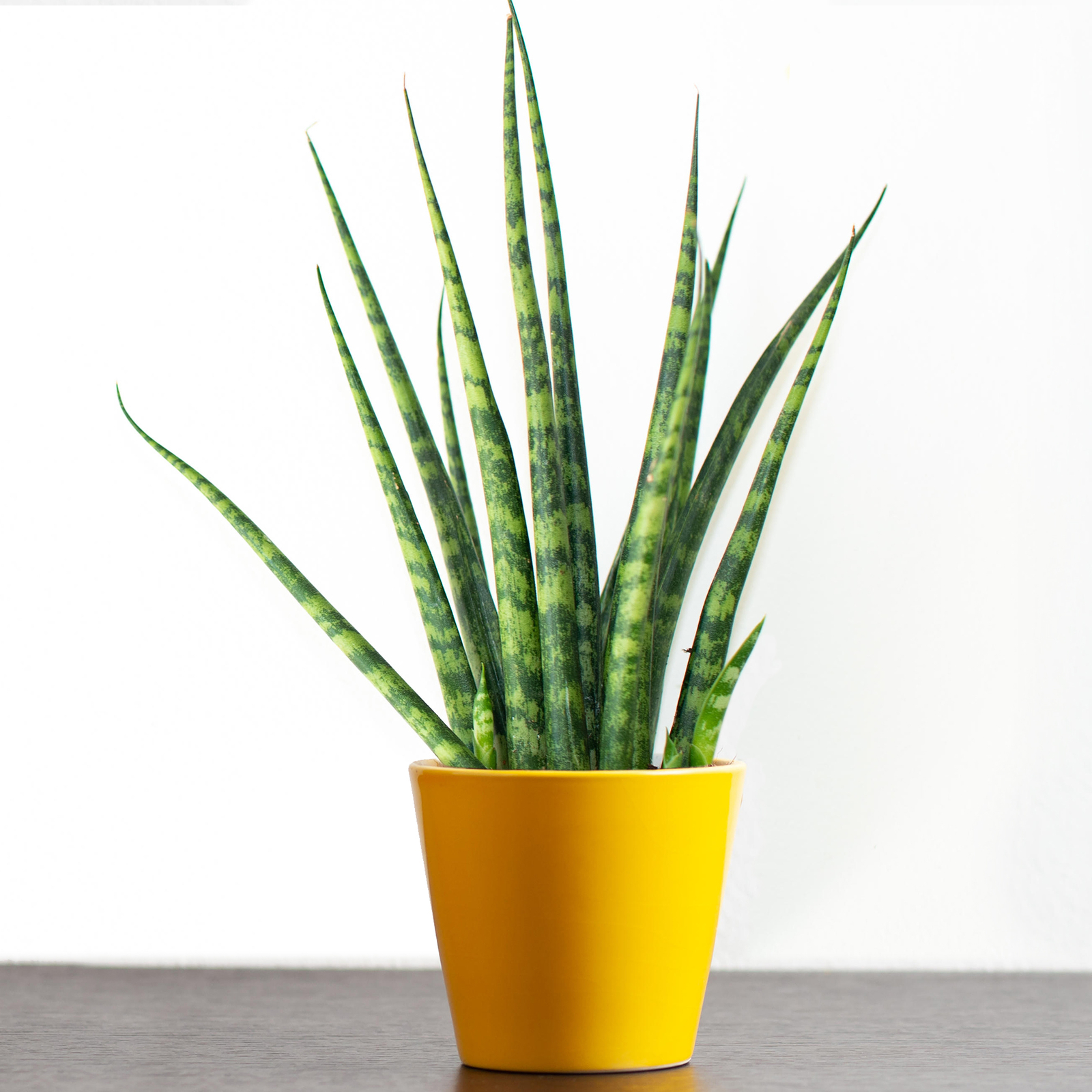 Sansevieria Cyclindrica African Spear Potted Indoor Plant Gift for Home or Offic