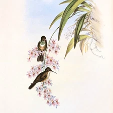 John Gould GREEN THROATED CAZIQUE Hummingbirds Vintage Art Print Bookplate 63