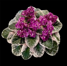 African Violet Leaves (2), Hunter's Diamonds and Rubies (LG; New Intro!