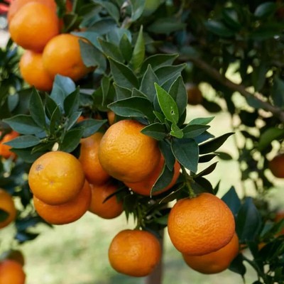 Citrus Unshui greffé sur Poncirus trifoliata / Mandarinier Satsuma Unshui