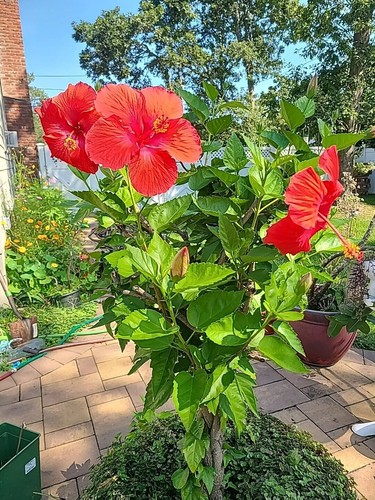 Hibiscus rosa- sinensis 4 Tropical Hibiscus Plant Large Cuttings Actual Photos
