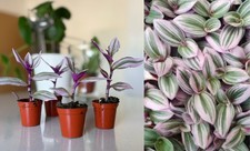 Inch Plant  With Inner Plant Pot