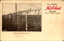 Use "Ideal" Not-A-Seed Raisins, American Vineyard Co ADVERTISING POSTCARD BK79