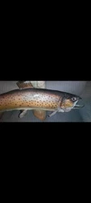 MI Brown Trout. 22 In. Real Skin. Damage To Top Fin And Tail. Great Cabin Decor