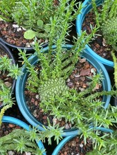 Euphorbia flanaganii N. E. Br. Cristata Garden Decorative Masterpiece