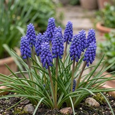 Muscari 'Armeniacum' (Armenian Grape Hyacinth) Bulbs x100 | Autumn Planting