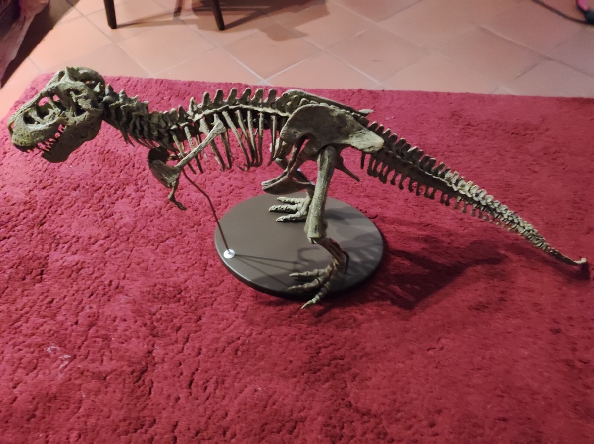 GRISTLE KING / T-Rex【期間限定セール10/15まで】 Tyrannosaurus Rex T-Rex Skeleton Geoworld Geofin of Italy 1