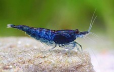5 Blue Dream Shrimp - Buy 3 Packs, Get 1 Free 