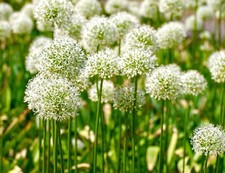 Garlic Chinese Chives  - 150x Herb seeds