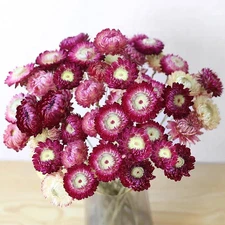 30Pcs Dried Purple Daisy Flowers Stems - Real Natural Dried Flowers Bouquet f...