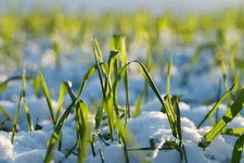 Frosty Forage Food Plot Seed - Rye, Wheat, Triticale, Peas, Oats - 1/8 Acre Bag