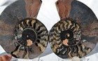Large Black Ammonite Pair Crystals 110myo Dino age Fossil 138mm XXL 5.4" 9603ee — photo 2