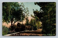Vintage Smiley Heights Redlands CA Postcard Varied Vegetation Scenic Drive