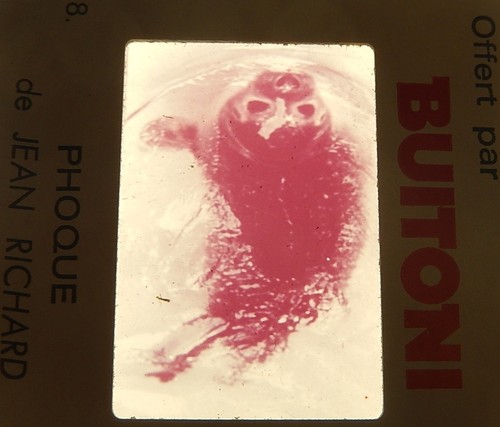 Diapositive BUITONI - Collection des ANIMAUX de Jean RICHARD : PHOQUE N°18 - Picture 3 of 3