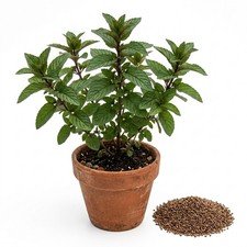 1100 Chocolate Mint Seeds - Delightful Cocoa Aroma - Perfect
