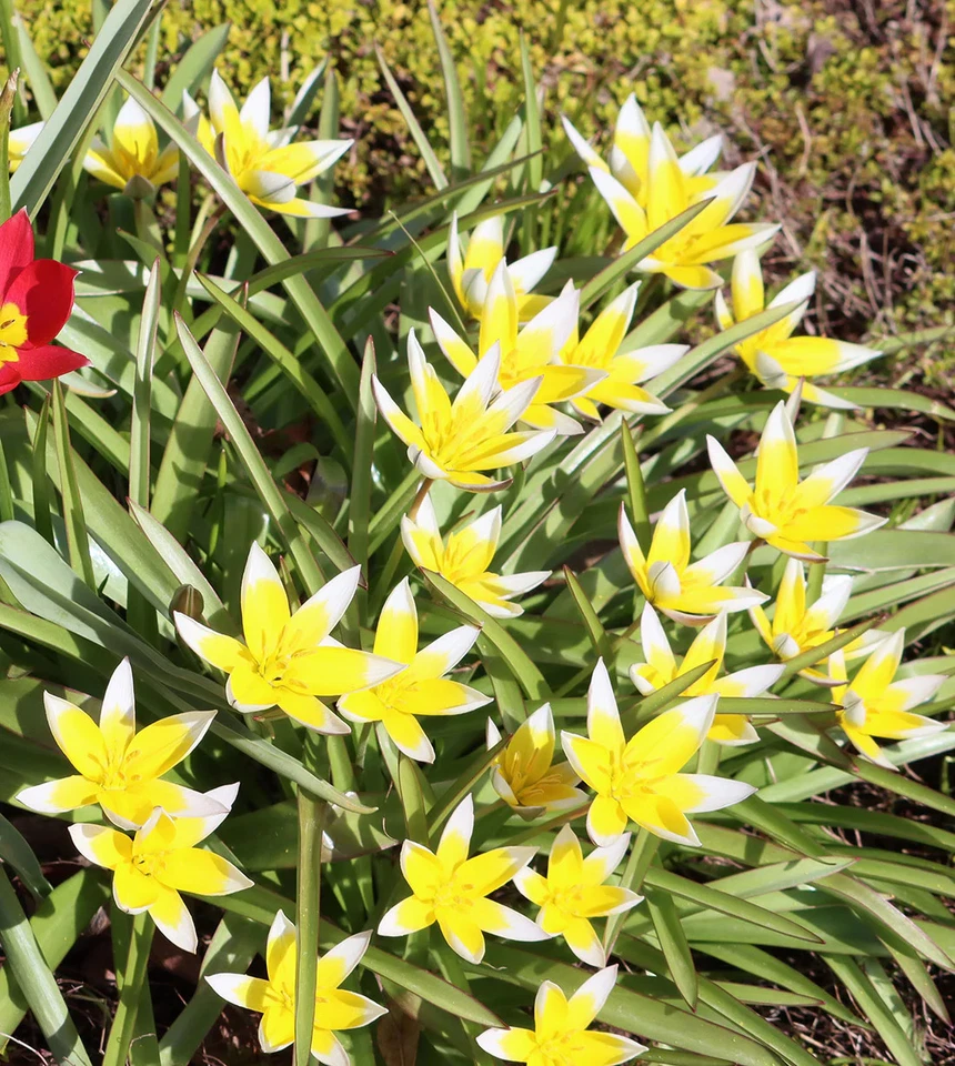 Tulipán especie Tarda - 10 bulbos Foto 3 de 3