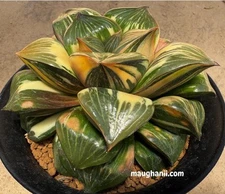 Succulent - Haworthia D124 mutica X daryma retusa, Normal/non-variegated Offset