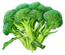 Broccoli Seed: Marathon Broccoli Seeds  Fresh Seed