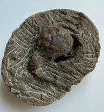 Rare Fossilized Fossil Crab
