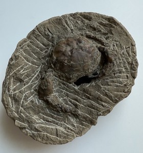 Rare Fossilized Fossil Crab