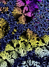  on The Hot Collector