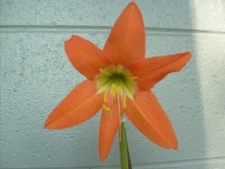 1 small Amaryllis bulb, Hippeastrum, Puniceum, 4-8 cm circumference