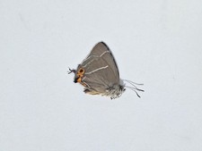 Unmounted male butterfly Chrysozephyrus brillantinus (Staudinger, 1887)