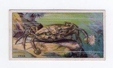 British American Tobacco (BAT) Sea Wonders 1929 #17 Crab carries sea anemone