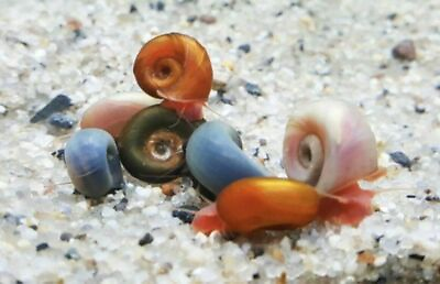 #ad 101 Pink Red Blu Mix color Ramshorn Snails Freshwater Aquarium Pond Snail $15.99