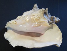 Vintage Large 9" Beastly Queen Conch Shell