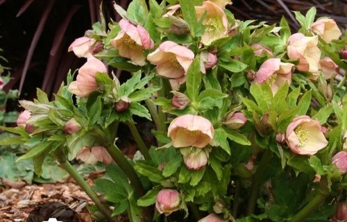 Ivory, Pastel Assorted Mix In Color Hellebores Plants Mature And Seedling