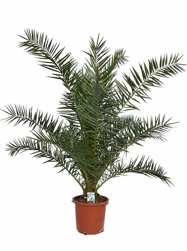 Kanarische Dattelpalme - Phoenix canariensis - Phönixpalme - verschiedene Größen - Bild 4 von 5