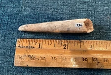 Vintage Fossilized Mammal Tusk