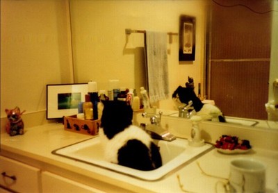 Vintage Found Photograph  Cat in Bathroom Sink with Reflection Nostalgic Decor