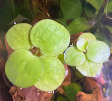 Amazon Frogbit Live Aquarium Plants